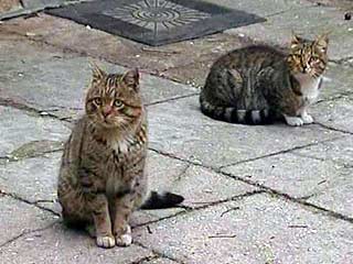 Бездомные кошки полностью парализовали работу государственного радио Кипра