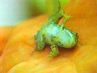 В США девочка нашла лягушку с 5 лапами и 23 пальцами