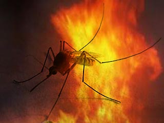 Японец поджег собственный дом, избавляясь от назойливого комара