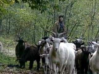 Двое осетинских пастухов подорвались на растяжках близ грузинского села Кехви