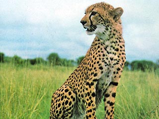Из музея Казанского Государственного университета (КГУ) похищено чучело леопарда