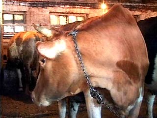 В Рязанской области украдены коровы с возбудителями сибирской язвы