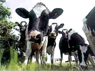 Бороться с развратом в Голландии будут коровы