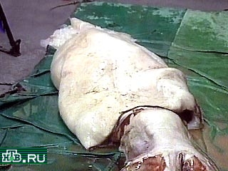 Сегодня австралийские рыбаки поймали гигантского кальмара. Длина его щупалец достигает 12 м, а весит он 250 кг