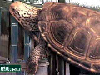 В поезде Москва - Калининград, в котором якобы была заложена бомба, таможенники нашли 184 черепахи