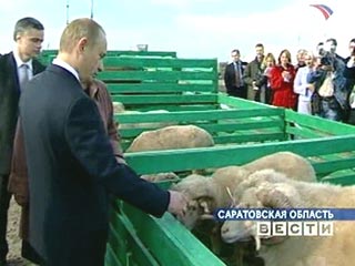 Путину в Саратовской области показали верблюда, лошадей, свиней и познакомили с комбайнером