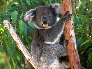 Австралийским коалам раздадут противозачаточные средства. Это вынужденная мера, на которую правительство решило пойти из-за стремительного роста популяции коал