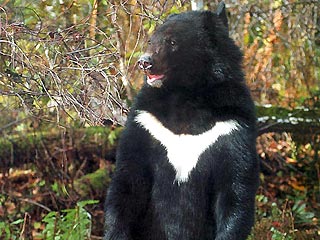 В Южную Корею прибыли шесть "осиротивших" медвежат из России