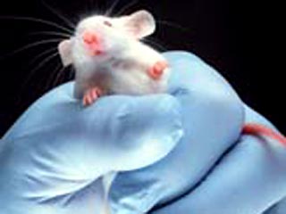 Японские ученые научились блокировать распространение раковых клеток у мышей
