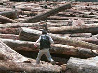 Бразилия занесена в Книгe рекордов Гиннесса как лидер по уничтожению лесов