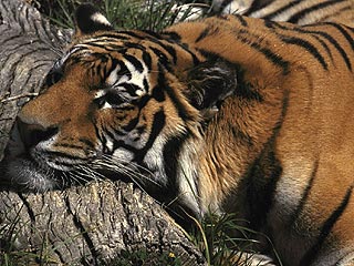 Эпидемия "птичьего гриппа", которая в этом году привела к гибели 31 человека в Юго-Восточной Азии, на этот раз погубила 23 тигра в зоопарке на востоке Таиланда