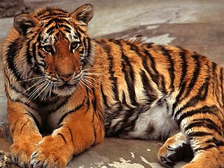 Такое решение было принято после того, как в среду утром в зоопарке были найдены мертвыми семь тигров, у которых ранее были обнаружены симптомы "птичьего гриппа"