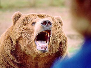 Японские черные медведи начали разбивать окна и врываться в дома, не проявляя при этом ни малейшего признака природного страха, характерного для этих животных, которые живут в горах далеко от людей