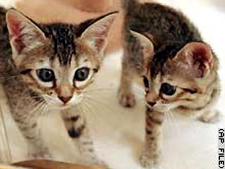 Лосанджелесская компания Allerca собирается создать генетически измененных кошек, шерсть которых не будут вызывать аллергии