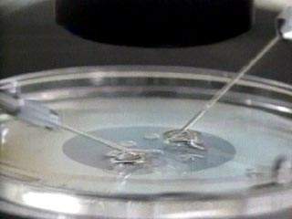 Правительство Испании разрешило проводить эксперименты с эмбриональными стволовыми клетками