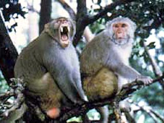 В окрестностях индийских храмов на детей нападают дикие обезьяны-кровопийцы