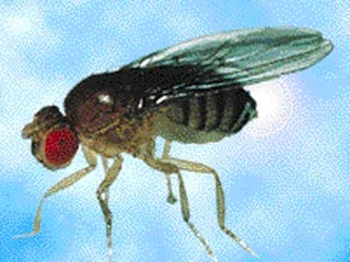 Канадские ученые клонировали первых насекомых - мух