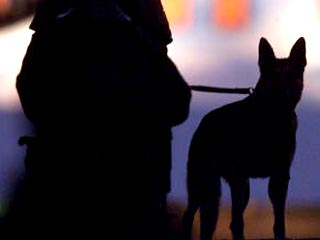 Так называемые собаки-детекторы способны запоминать и различать до 10 определенных запахов человека, в том числе запах крови и одежды конкретного человека