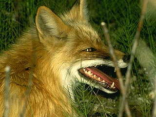 В Великобритании официально стартовал ежегодный сезон охоты на лис