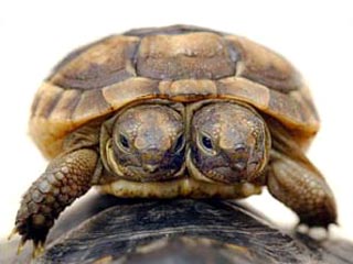 В Великобритании вниманию общественности представлена двухголовая черепаха. Животное появилось на свет в доме 66-летнего любителя черепах Джона Джонса