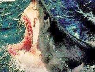 Пожилая женщина погибла в понедельник в ЮАР в результате нападения большой белой акулы
