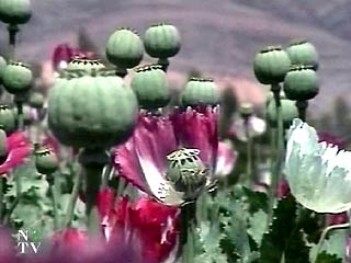 Посадки опийного мака и производство наркотиков в Афганистане в 2004 году по сравнению с прошлым годом увеличились на 64%