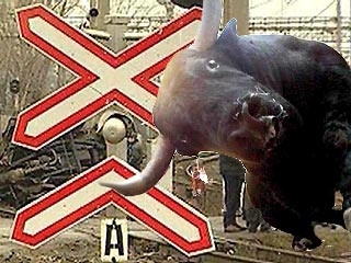 Разъяренный бык атаковал двигающийся поезд в Читинской области