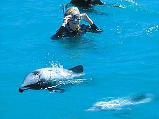 Стадо дельфинов спасло от смерти четырех человек. Дельфины защитили людей от гигантской белой акулы