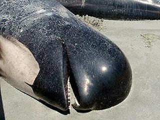 80 китов найдены мертвыми на берегу австралийского острова Кинг