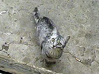 Якутский кот Кузя от тоски прошел 2 тысячи километров