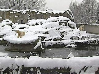 В Санкт-Петербургском зоопарке в пятницу у белой медведицы родились два медвежонка
