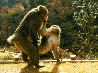 В индийском штате Аруначал Прадеш ученые обнаружили новую разновидность макак, которых никто никогда не описывал, и в официальных научных реестрах эти приматы не числилась
