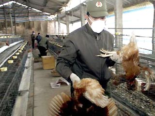 Власти Вьетнама уничтожают домашнюю птицу, чтобы уберечь людей от "птичьего гриппа"