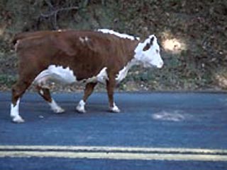 Корова блокировали движение на французской автомагистрали в течение двух часов