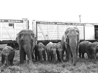 В Шри-Ланке поезд столкнулся со стадом слонов