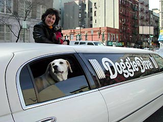 "Избранных" псов Элис Мосс ежедневно доставляет на лимузине в ясли от порога их домов. Элис - хозяйка компании по уходу за собаками и их обучению. За последние 12 лет число ее клиентов выросло с пяти до 50