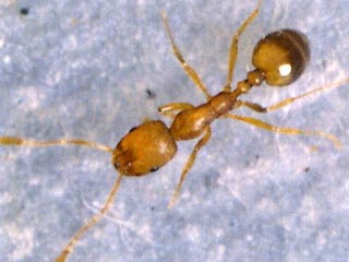 Фараоновым муравьям (Monomorium pharaonis), полуслепым насекомым, удается находить обратную дорогу к дому. Речь идет о рабочих муравьях, функция которых состоит в том, чтобы доставлять пищу всей колонии