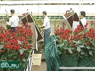 В Нидерландах цветоводам приходится работать в три смены для того, чтобы в День Святого Валентина знаменитые голландские тюльпаны, розы и гвоздики попали на прилавки магазинов в срок
