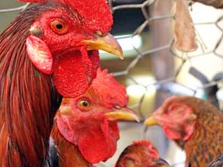 Во Вьетнаме зафиксирована новая вспышка "птичьего гриппа"