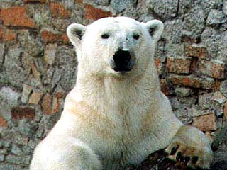 В новогодние праздники посетители зоопарка Петербурга смогут понаблюдать за жизнью в берлоге белой медведицы и медвежонка, где установлены системы видеонаблюдения