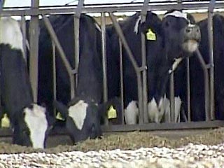 В Канаде зарегистрировано заболевание коровы губчатым энцефалитом, известным также под названием "коровье бешенство"