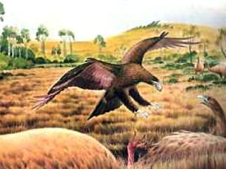 Орел Хааст был огромным &#8211; размах его крыла составлял 3 метра, а вес &#8211; 15 кг, и он охотился на больших нелетающих птиц &#8211; моу, которые весили в три раза больше, чем он сам