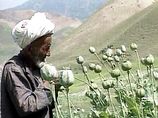 Афганских наркоторговцев могут амнистировать, если они вложат деньги в экономику страны