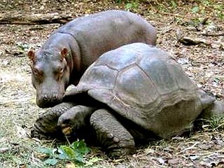 В Кении 120-летняя черепаха "усыновила" маленького бегемота