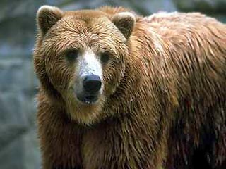 В Ленинградской области из-за небывало продолжительной оттепели просыпаются медведи и всходят озимые
