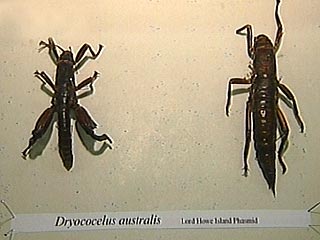 На австралийском острове Лордахау найдены насекомые, которые считались вымершими около века назад