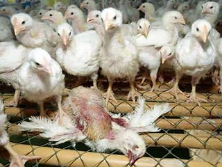 Высокопатогенные штаммы птичьего гриппа, которые в прошлом появлялись лишь изредка и приводили к материальному ущербу в форме гибели домашней птицы, теперь приобрели беспрецедентную способность распространяться