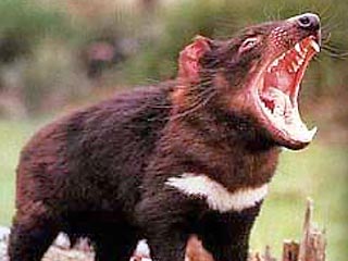 Одному из самых известных австралийских зверей - Тасманскому дьяволу - грозит полное вымирание. Ряды дьяволов косит загадочная болезнь