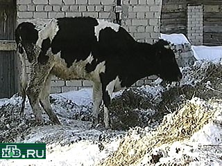 В Ивановской области без света и воды оказались десятки фермерских хозяйств