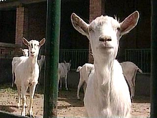 Вирус этой болезни, известной также под названием "губчатая энцефалопатия", ранее поражавшей только крупный рогатый скот, был обнаружен у забитой козы